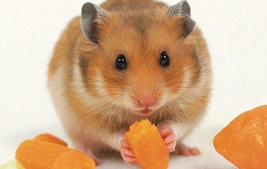 金丝熊抑郁的表现，请宠主一定要重视!