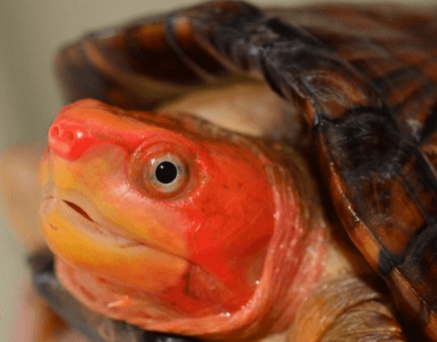 龟中“关二爷”——红面泥龟，了解一下！