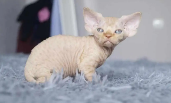 不知道赛尔凯克猫和德文猫的区别？这里有答案哦~