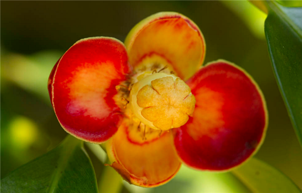 莽吉柿花 来源网络