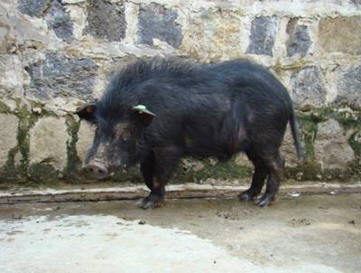 明光小耳猪（公猪）