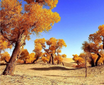 新疆金湖杨国家森林公园