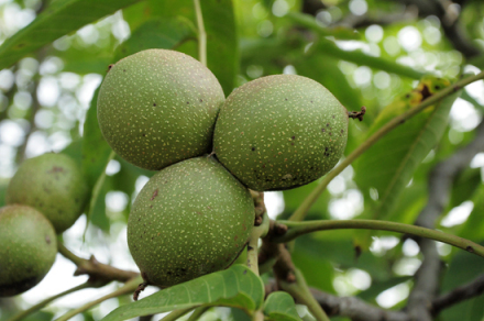 漾濞核桃图（3）