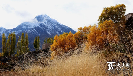 阿克陶县奥依塔克镇托喀依村秋日