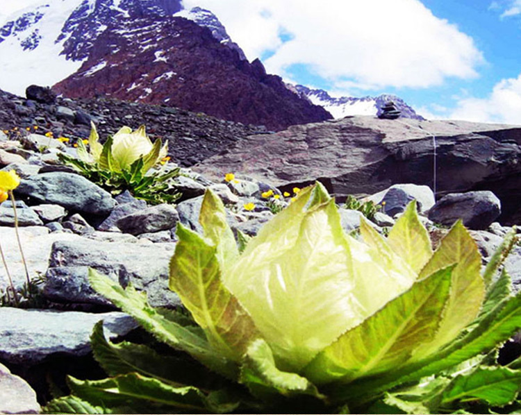 羊八井镇藏雪莲图