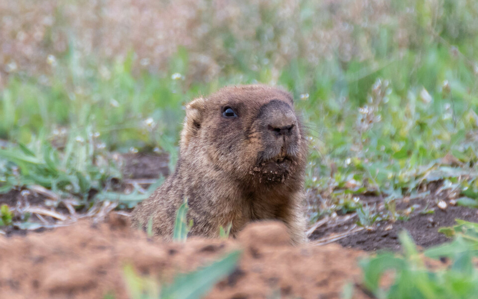草原旱獭（Marmota bobak）