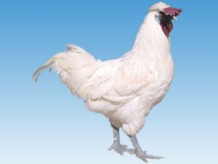 图1 腾冲雪鸡（公） 