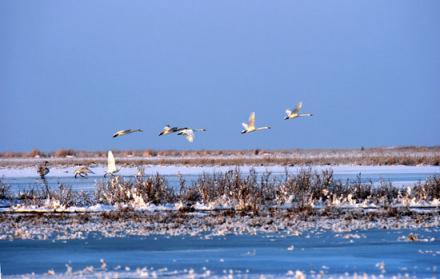 艾比湖湿地自然保护区 