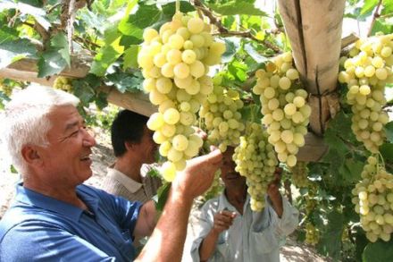 农家葡萄休闲园风光