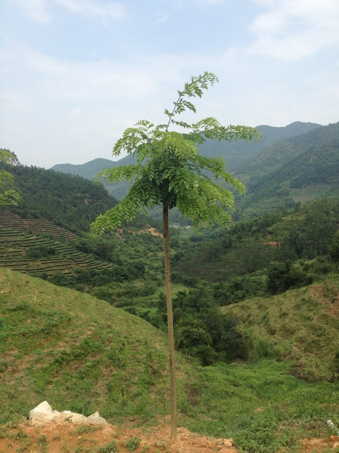 降香的生长环境