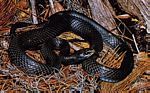 缢缩游蛇(Coluber constrictor)