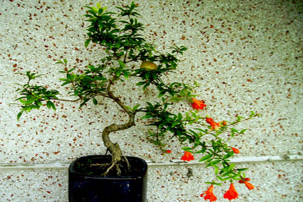 石榴（盆景）