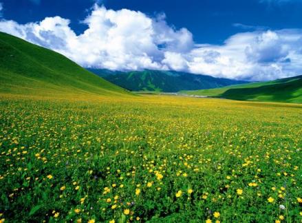 巩乃斯国家森林公园