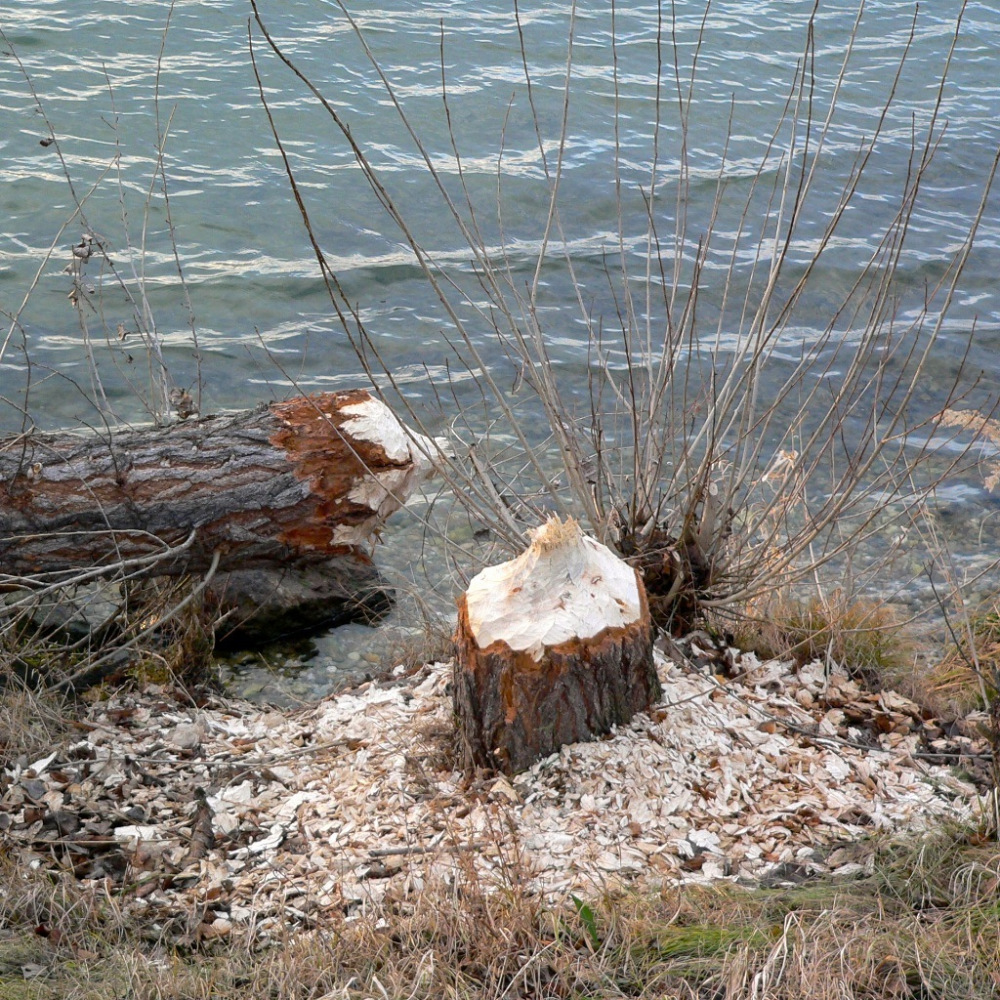 欧亚河狸啃食过的树干