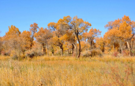 新疆金湖杨国家森林公园