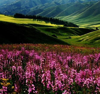 夏尔西里自然保护区 