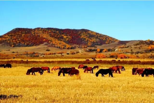 平山湖蒙古族乡马
