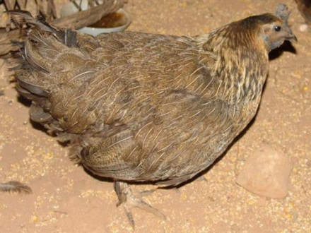 图3 麻黄色他留乌骨鸡 