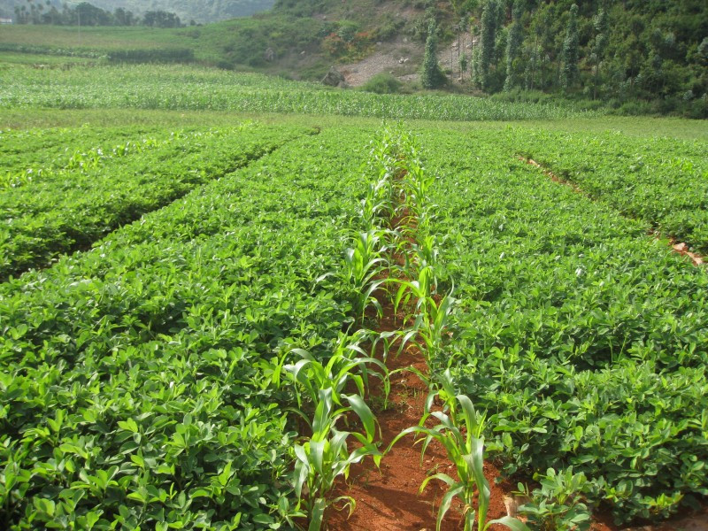 砚山小粒花生产地