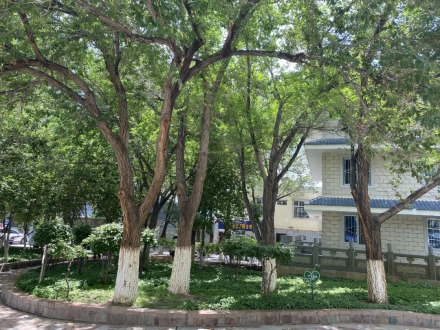 文化一条街的白榆林 