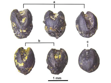 屈家岭出土长江中游最早的栗遗存