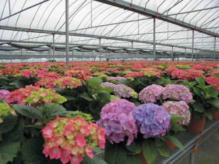 里水镇万顷洋园艺世界