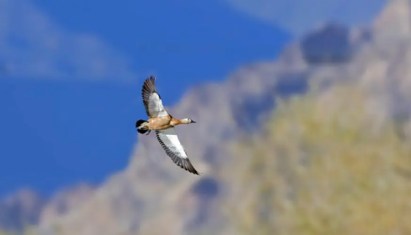 西藏拉萨附近雅鲁藏布江的赤麻鸭