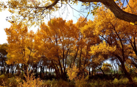 新疆金湖杨国家森林公园