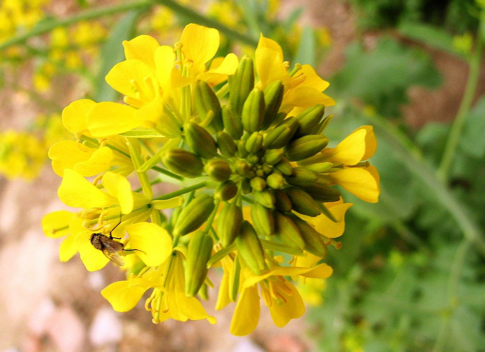 芥菜疙瘩的花