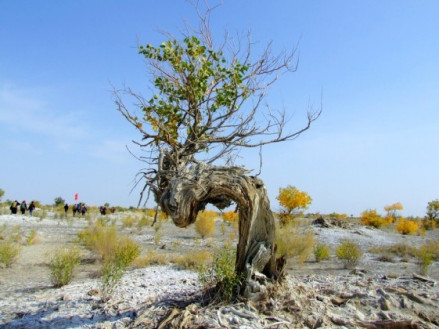 艾比湖湿地国家级自然保护区
