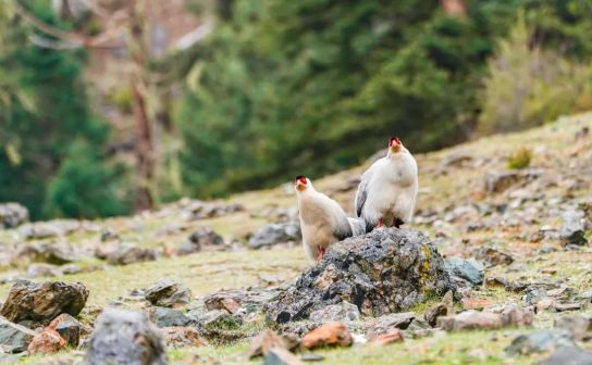 雅鲁藏布江流域拍摄到的藏马鸡