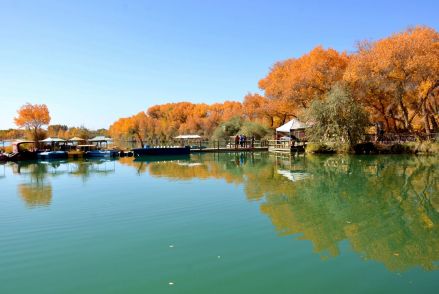 新疆金湖杨国家森林公园