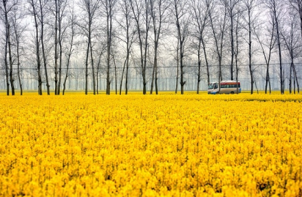 油菜花开