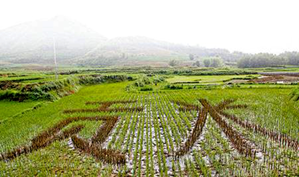 遮放贡米生长环境