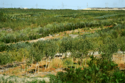 白碱滩区生态林