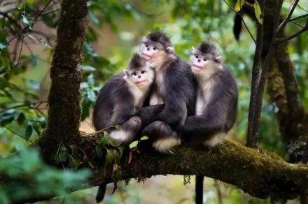 芒康县红拉山自然保护区内的滇金丝猴