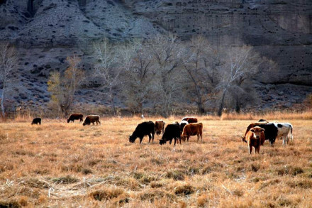 精河县三台林场秋色美景