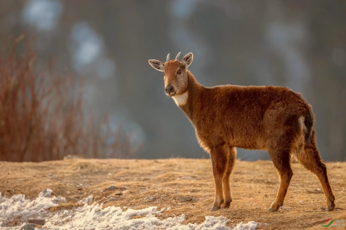 雅鲁藏布江江畔的斑羚