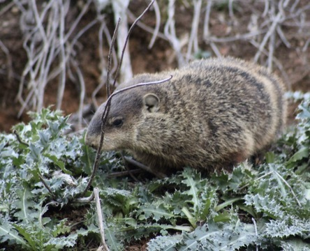 正在采食的美洲旱獭