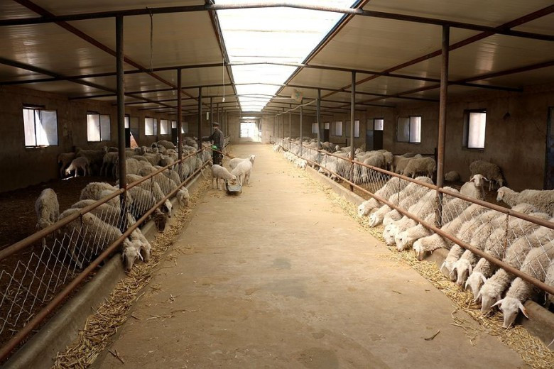 平山湖蒙古族乡羊