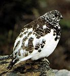 冬季将届时的白尾雷鸟