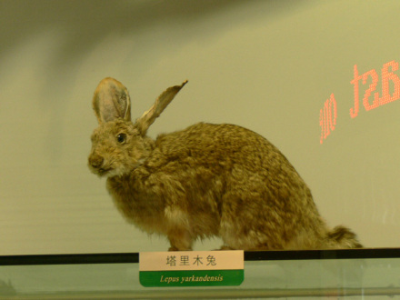 塔里木兔