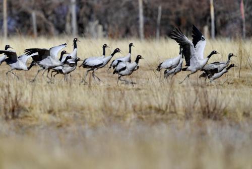 黑颈鹤从林芝市米林县雅鲁藏布江畔的农田里起飞