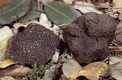 黑松露