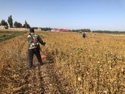 2020年10月泽普县一处大豆地