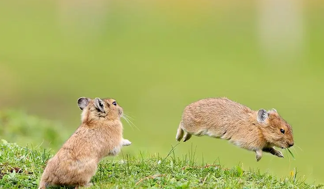 高原鼠兔