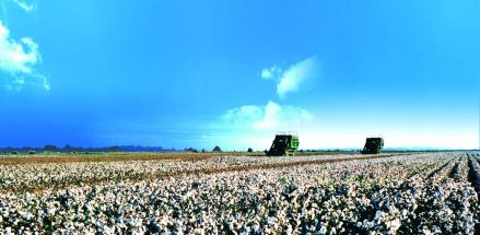 第八师石河子市农作物播种