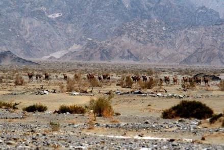 新疆罗布泊野骆驼国家级自然保护区