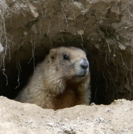 在洞穴里的灰旱獭