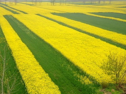 油菜花开